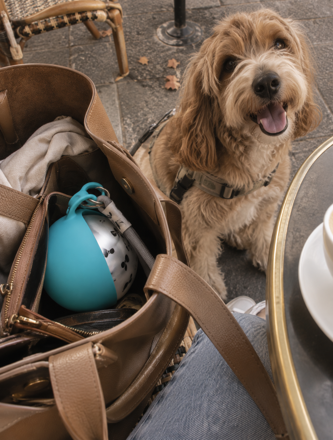 Blue Wayloa Stainless Steel Dog Water Bottle tucked into a leather bag